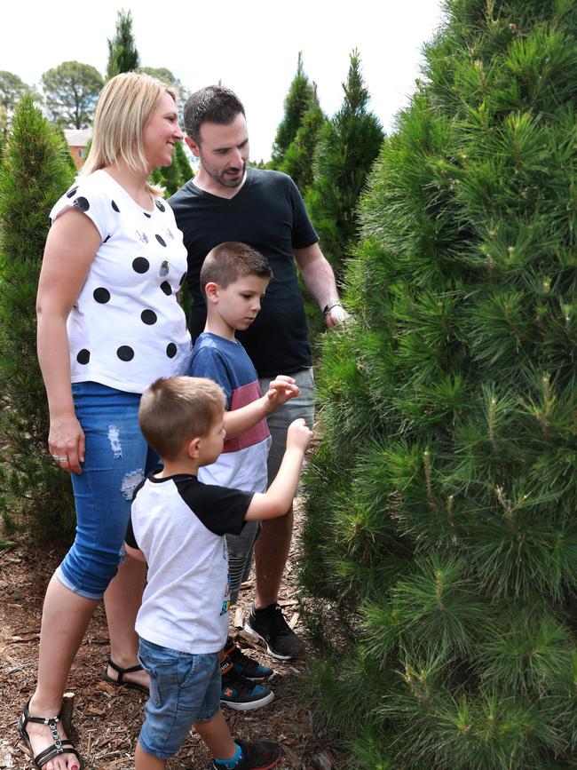 Christine and Anthony Pulvirenti pick a tree for their lounge room. Picture: Angelo Velardo