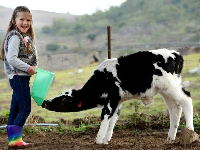 Sachi Baxter, 5, from Picton feeding a baby calf at the Country Valley dairy farm. Picture: Jonathan Ng