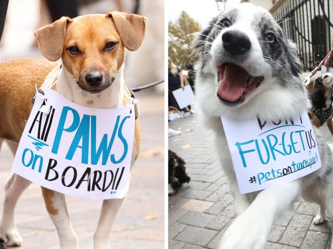 Dozens of pet owners and their dogs stormed NSW parliament calling for pets to be allowed on trains, metros and domestic flights. Picture: NewsWire