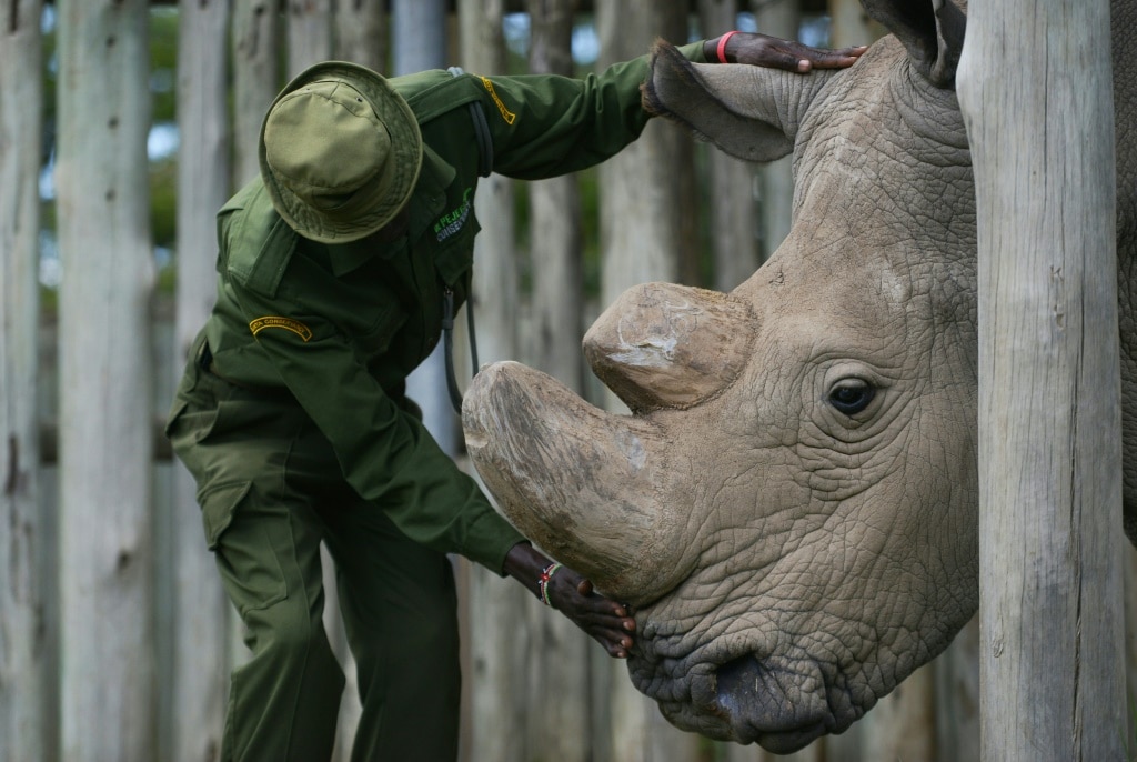 ‘We will save them’: The quest to rescue nearly extinct rhino