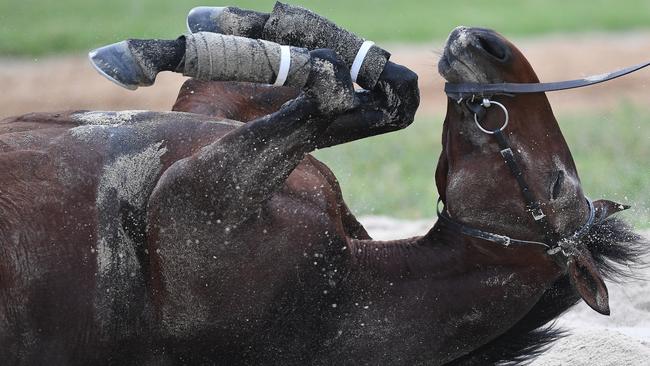 Melbourne Cup starter Marmelo has a rolls in the sand ahead of today’s big race. Picture: AAP