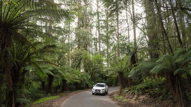 Dense rainforest in the Otways, where a motorcyclist crashed on Boxing Day. File image