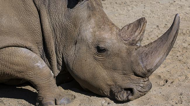 Rarest of the rare ... Angalifu’s death brings the total number of his species down to five. Picture: AP Photo/San Diego Zoo, Ken Bohn