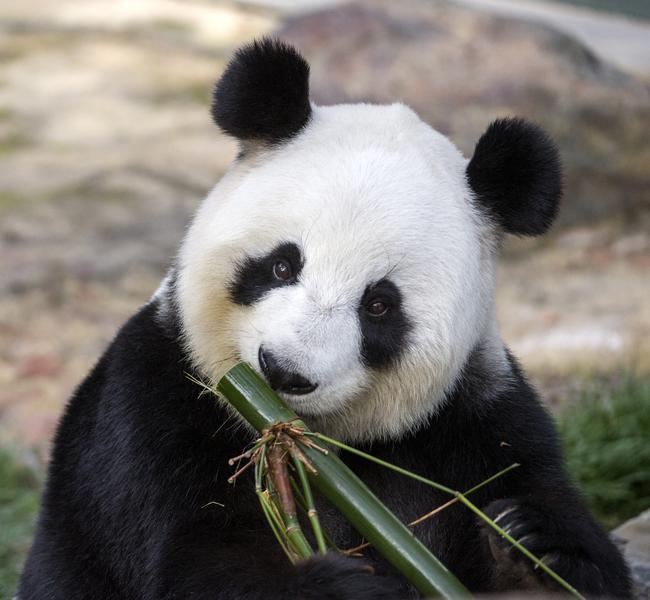 Adelaide Zoo giant panda Fu Ni experiences another pseudo pregnancy ...