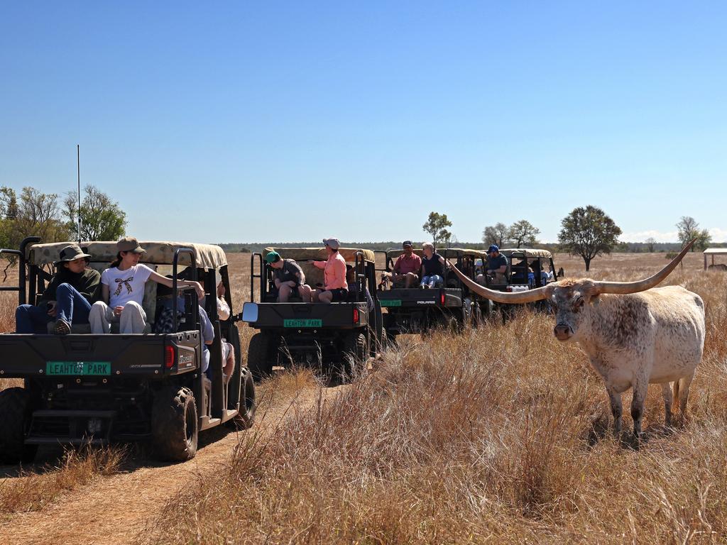 Visitors get up close and personal with a Longhorn. Picture: Toby Zerna