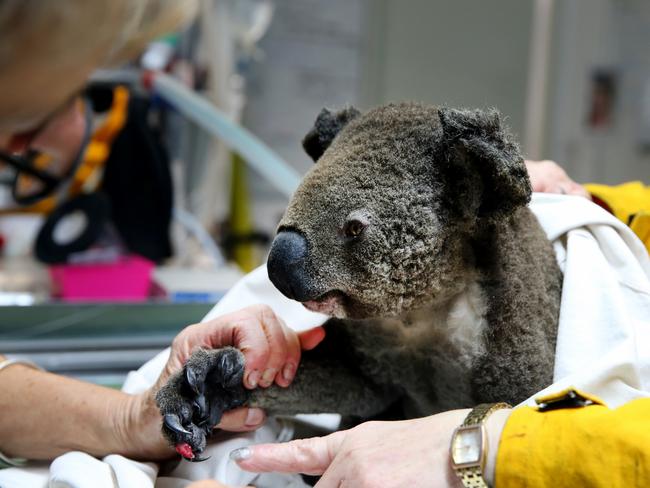 An injured koala is treated at the Port Macquarie Koala Hospital. Picture: Nathan Edwards