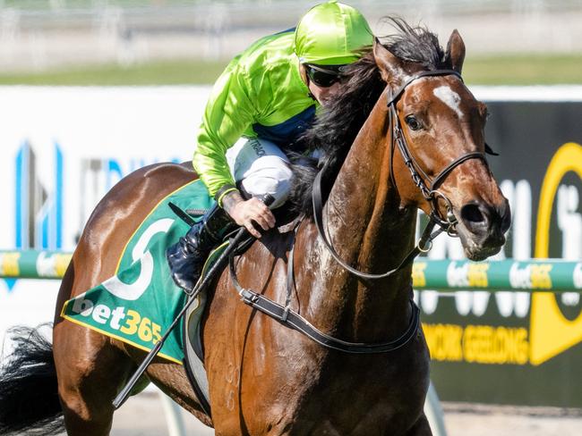 Tralee Rose (NZ) ridden by Dean Holland wins the bet365 Geelong Cup at Geelong Racecourse on October 20, 2021 in Geelong, Australia. (Jay Town/Racing Photos via Getty Images)