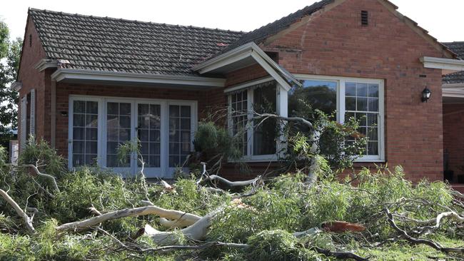 Large trees came down at a Hazelwood Park home after wild winds swept through Adelaide on Monday. Picture: Dean Martin