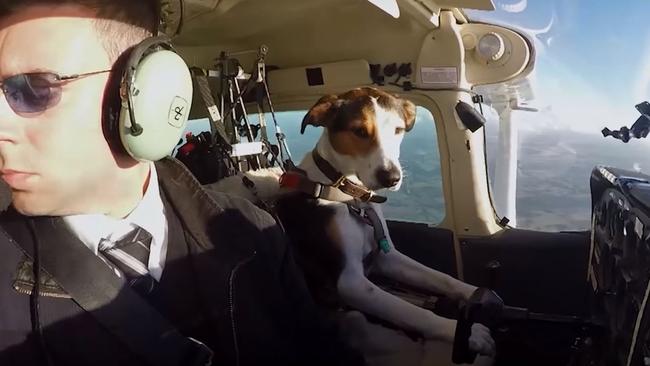 Ruff flight: Has air travel gone to the dogs? Picture: Supplied.