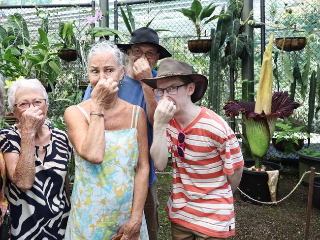 One of Cairns Botanic Gardens' Amorphophallus Titanium, also known as a Titan Arum or Corpse Flower,  is currently in bloom, with the large flower emitting a foul smell similar to rotting flesh. Visitors to the botanic gardens Isla Smith, Heather Smith, Kathleen Zarafonitis, Stuart Smith and Eric Smith were eager to experience the pungent odour of the rare plant for themselves. Picture: Brendan Radke