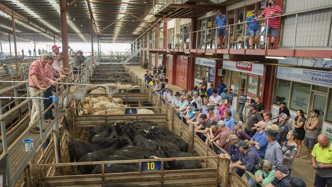 Pakenham cattle sale in 2022. The centre will have its final sale on Thursday. Picture: Zoe Phillips