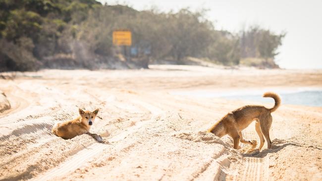 Fraser Island Dingoes play around in the sand.