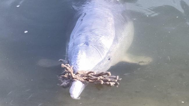 Dolphin carrying 'gift' on its nose