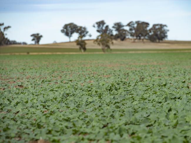 CROPS: John Carmichael sprayingPICTURED: John Carmichael spraying canolaPicture: Zoe Phillips