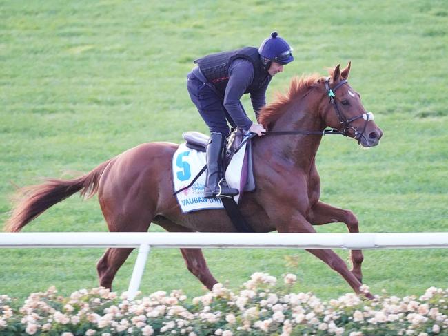 Vauban during trackwork at Flemington Racecourse on October 31. Picture: Getty Images