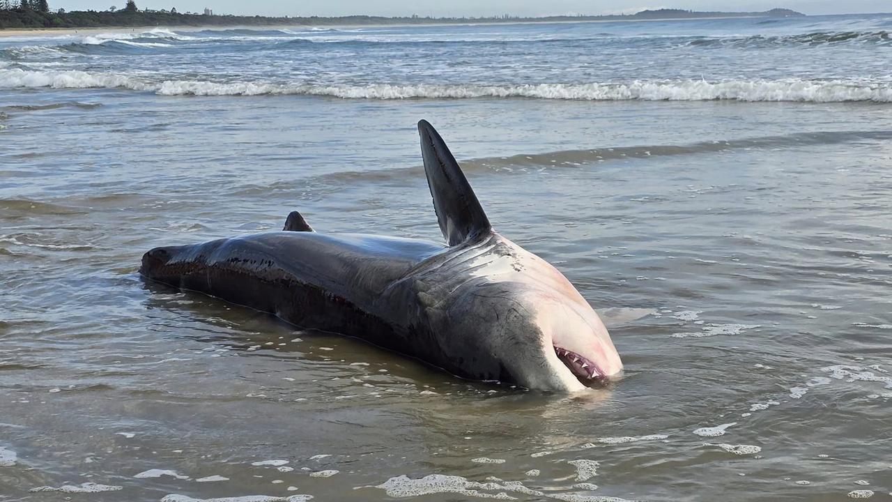 Kingscliff shark: Beached four-metre great white shark dies | news.com