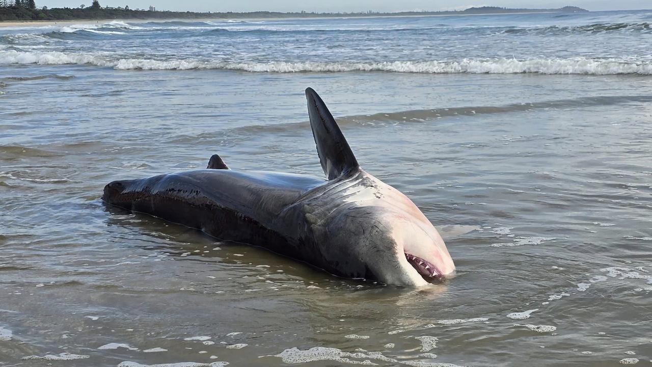 Several residents too to social media to share photos of the shark. Picture: Suzy Martin (Facebook)