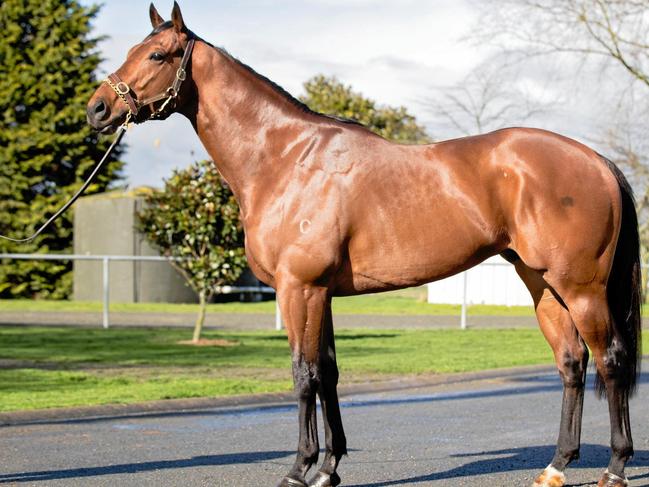 Heroic Valour, a racehorse bred at Raheen Stud. Picture: supplied