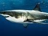  Photo's of a Great White shark that WA shark diver Marco Fraschetti has taken. PIC BY - Marco Fraschetti Picture: Supplied 