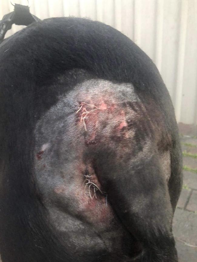 Zeus needed 35 stitches along his tail after his attack