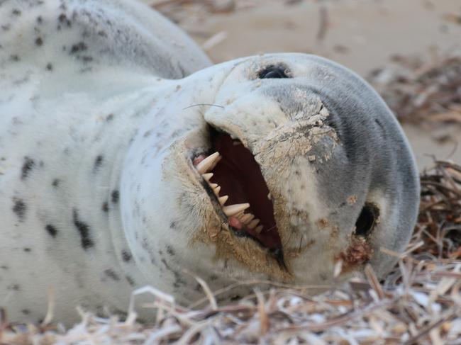 SUNDAY MAIL ONLY - Leopard Seal at Fowlers Bay - picture Rod Keogh, EP Cruises - Fowlers Bay Whale Tours