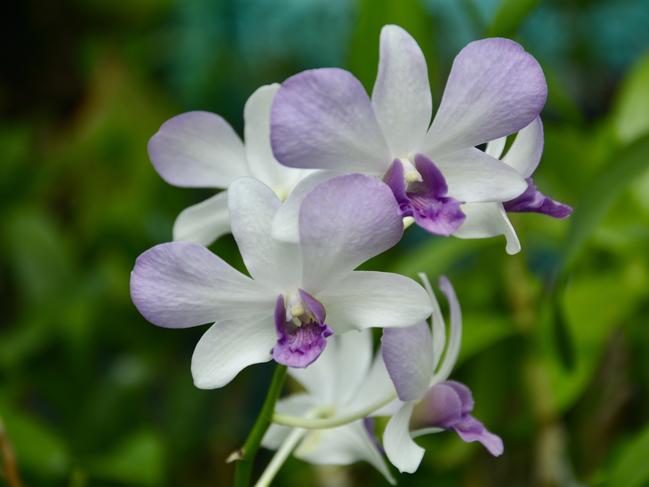 Ron Bassan, from Mackay has an incredible collection of orchids. Picture: Rae Wilson