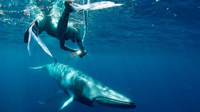 ‘Our vast and magnificent reef remains a natural wonder and an amazing place to visit, but it also has been through a rough few years.’ Picture: Brett Lobwein