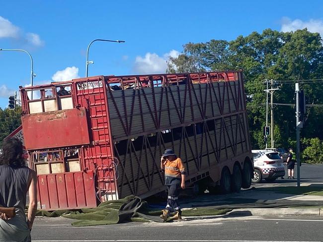 Watch: How cows broke free at busy Beef Capital corner