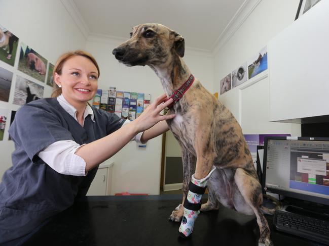 Greyhound Millie is the first dog in Sydney to receive a prosthetic leg thanks to the work of vets at Mosman Vets. Millie with vet Dr Abbie Tipler.