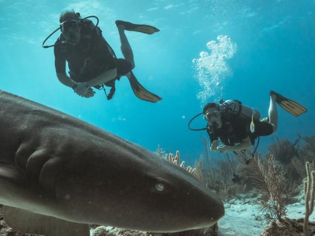 Wills and Kate brave shark-infested waters