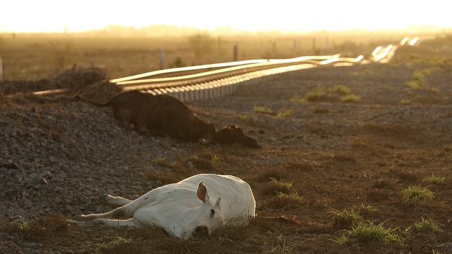 At sunset dead and rotting carcasses of cattle lay in groups next to the twisted and destroyed main railway line running between Mount Isa and Townsville. Lyndon Mechielsen/The Australian