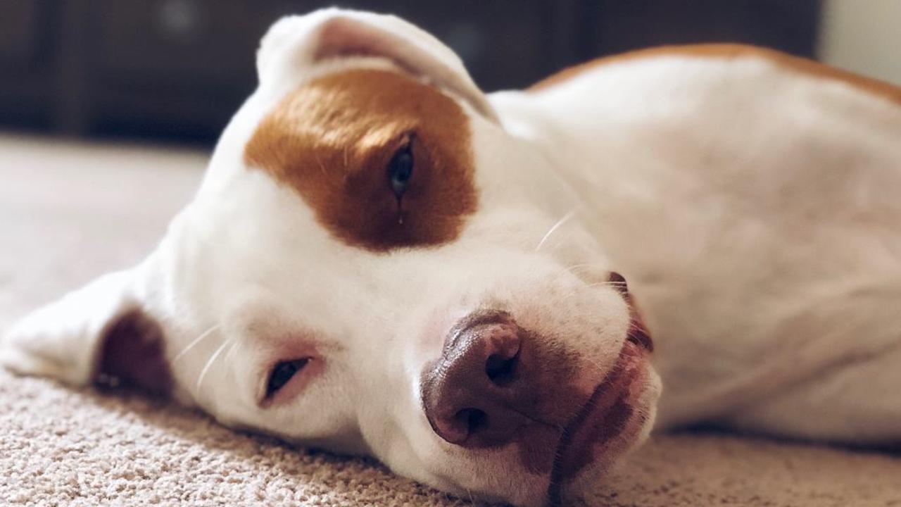 Petey suffocated after trying to get more chip crumbs from a bag. Picture: Facebook