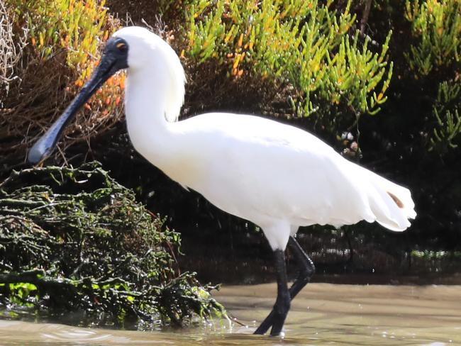 HOLD FOR HERALD SUN PIC DESK----The influx of birds and therefor bird watchers at Werribee Treatment Plant, which is being hailed as "the Kakadu of the south" as desert birds flock to it, with the drought biting badly up north.  Picture: Alex Coppel.