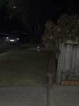 A fox photographed on the prowl in Allambie Heights