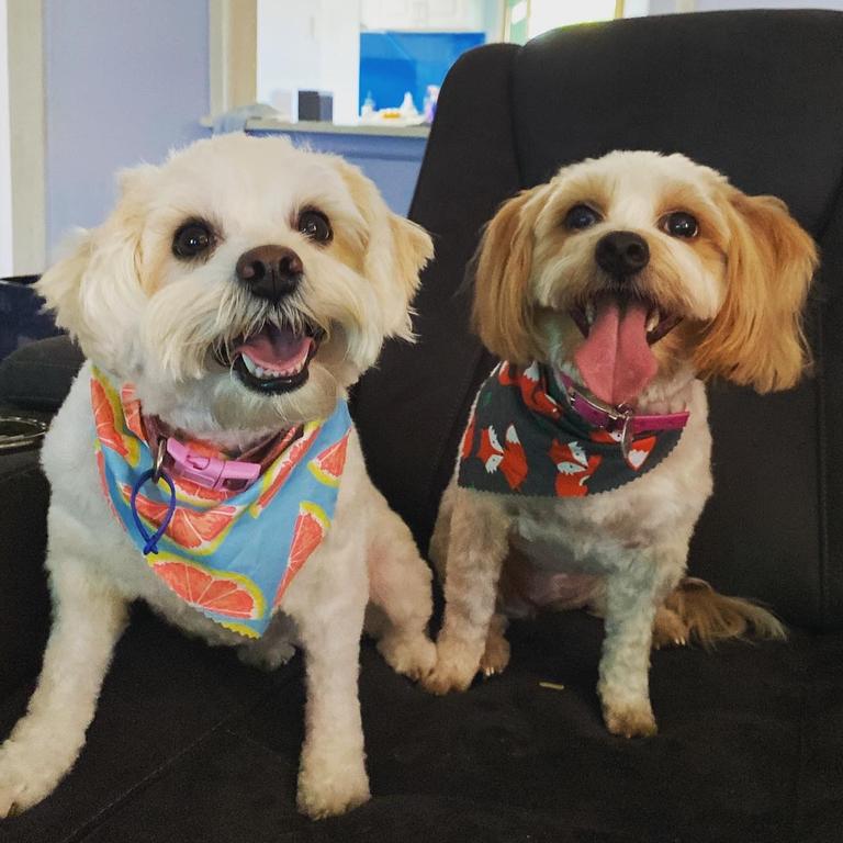 Charli and Honey after their haircuts at Perfect Pooches. Picture: Chelsea Seymour