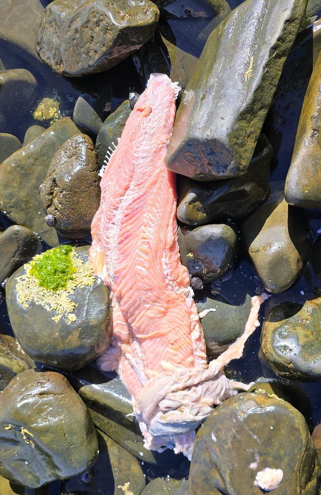 Imaged supplied by the Bob Brown Foundation showing fish matter washed up on Bruny Island