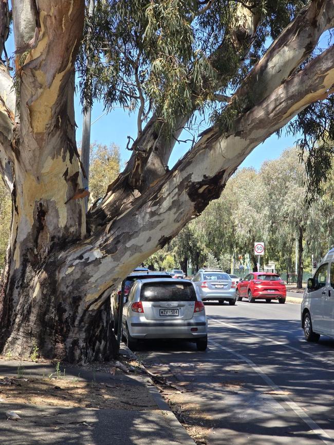 An overhanging branch at South Terrace and Peacock Road in the CBD. Picture: Frank Pangallo