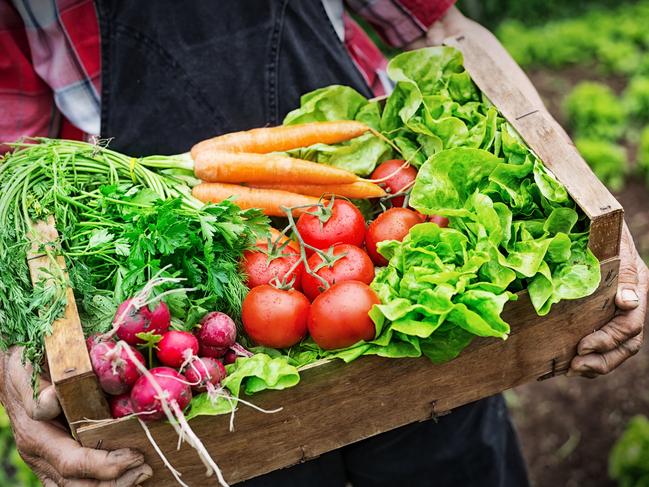 Old man's hands holding a crate full of fresh and raw vegetables-carrot, tomato, turnib, parsley, dill and lettuce. Field with lettuce plants on background.