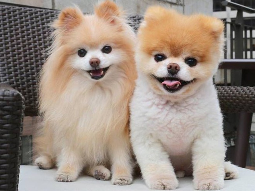 World\'s Cutest Dog Boo the Pomeranian dies of \'heartbreak\' | news ...