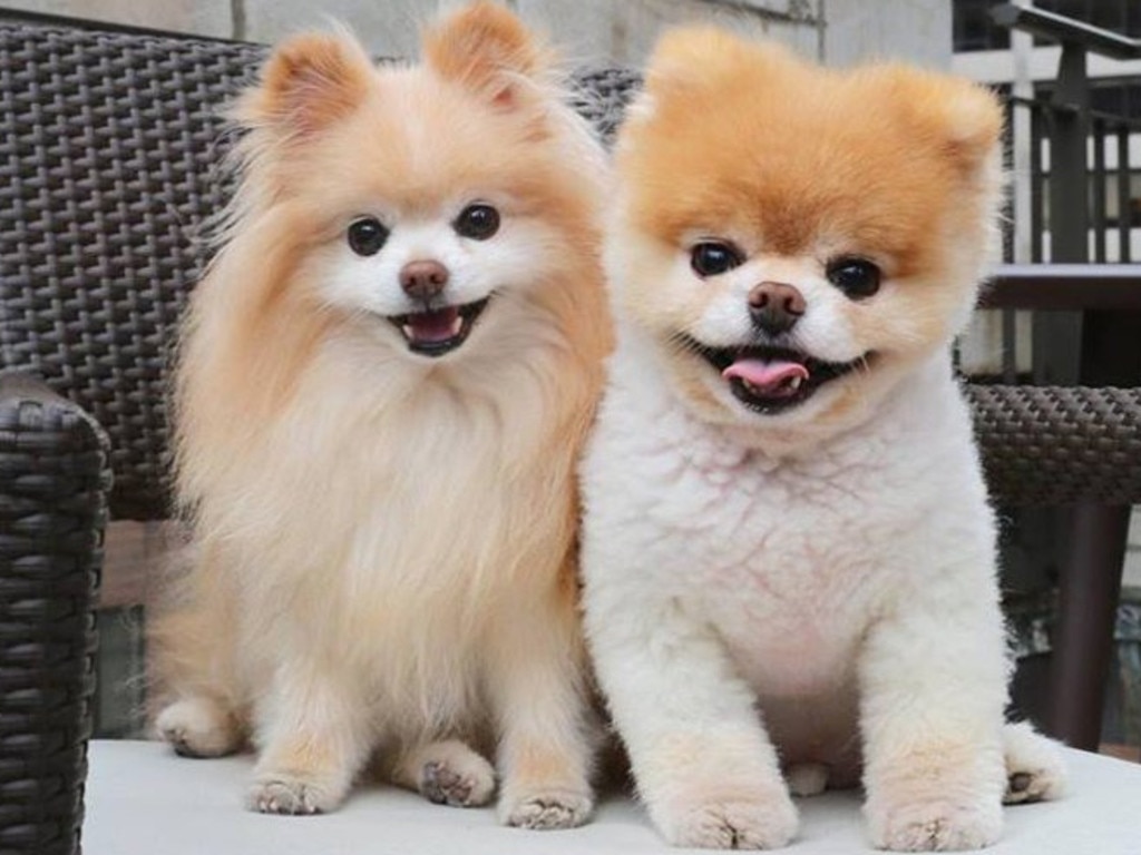 World’s Cutest Dog Boo the Pomeranian dies of ‘heartbreak’ | news.com ...