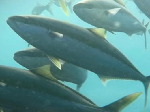 Yellowtail kingfish, in Tasmanian waters, from the Redmap website.