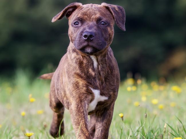 Purebred dog outdoors on a sunny summer day. staffy.