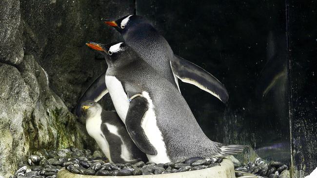 Same sex couple Gentoo Penguins Sphen and Magic with the chick they are fostering at Sea Life Sydney Aquarium. Picture: John Appleyard