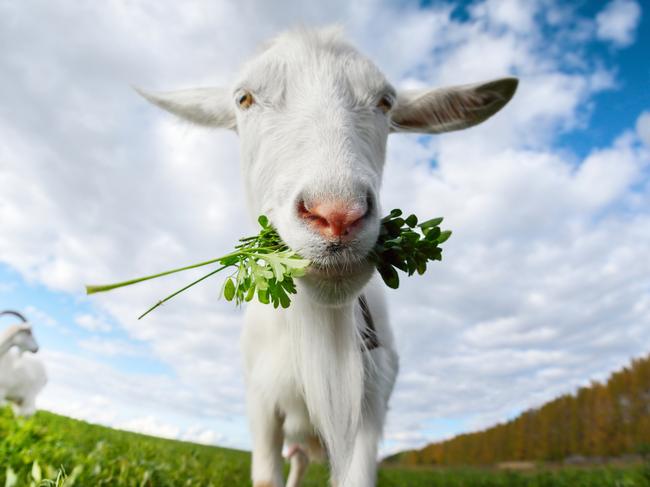 Close up shot of the goat with bunch of green lush grass on the summer meadow