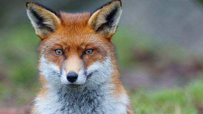 European red fox sightings have increased across the Hornsby Shire.