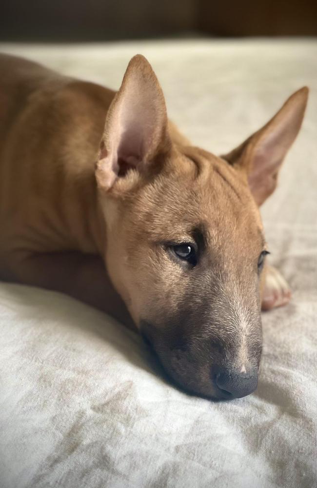 Cassandra said Freya, voted second place in Bundaberg's Cutest Pup poll 2024, has won the hearts of everyone in her family.