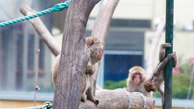 City Park Monkeys Launceston. Japanese Macaque. Picture: PATRICK GEE