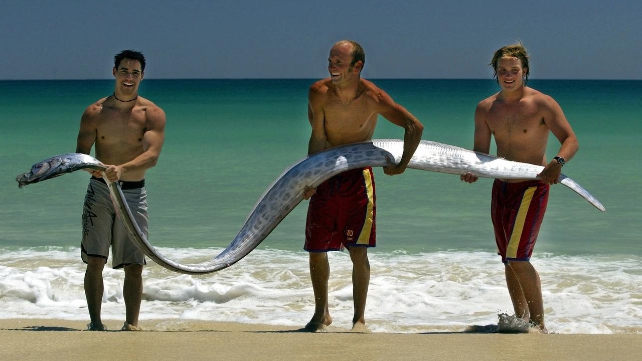 Troy Coward, Andy Mole and Axel Strauss hold a 4m oarfish found dead approximately 6m off shore at City Beach, WA, in 2005. Picture: Astrid/Volzke