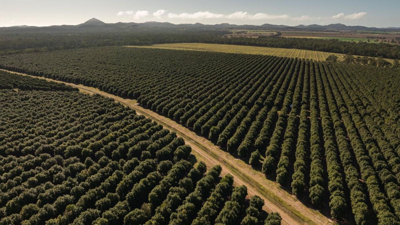 MacField Farm's 120,000 macadamia tree plantation on 340ha of land in South Yaamba, north of Rockhampton.