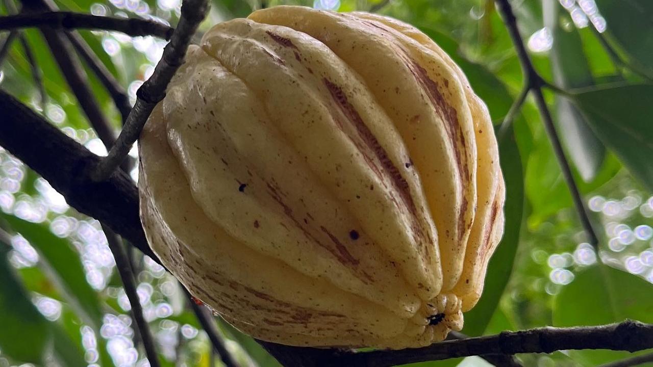 The Garcinia gummi-gutta fruit ingredient is found in a number of medicines and herbal supplements. Picture: Instagram